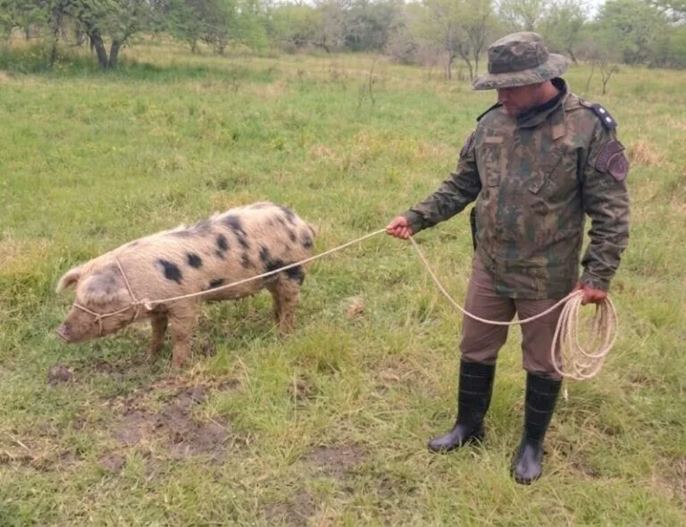 chancha criolla preñada.