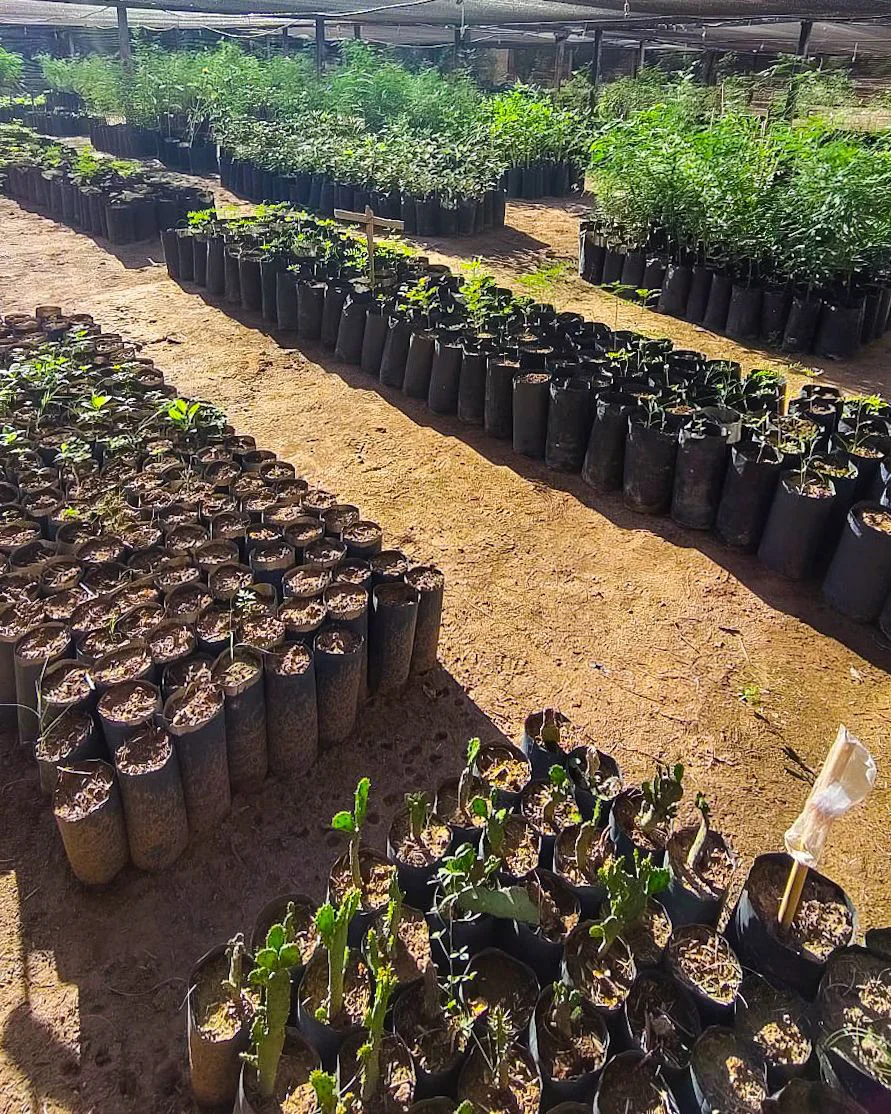 Vivero Municipal de Anillaco. 