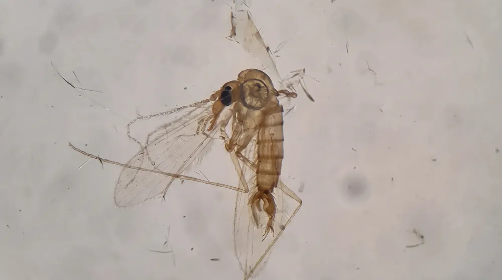 Flebotomo, insecto vector de Leishmaniasis.