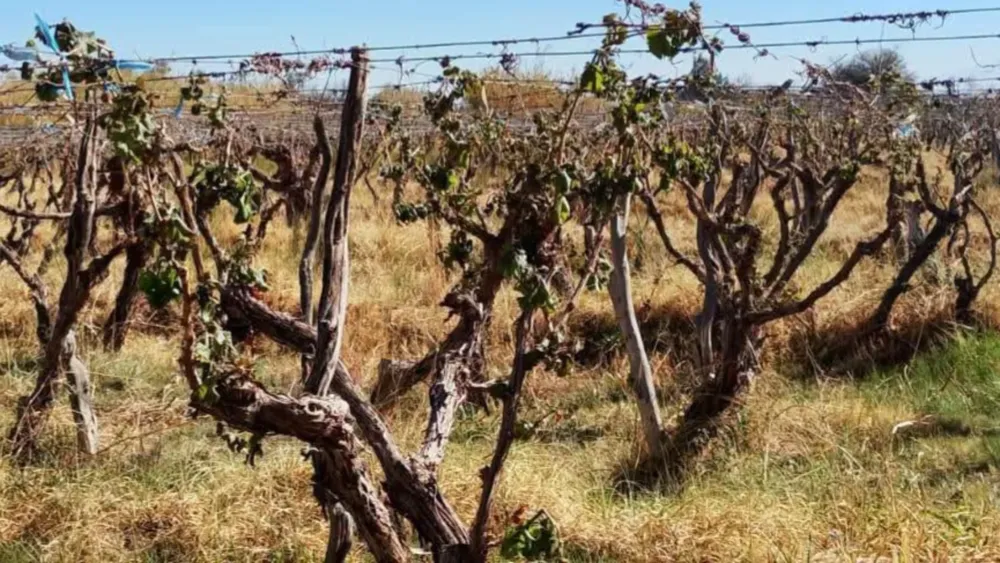Helada tardía arrasó parrales de viñas.