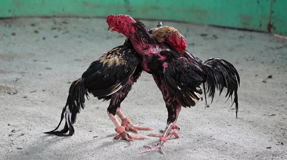 Gallos de riña.