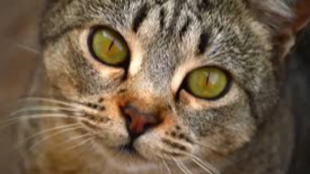 Gato.
