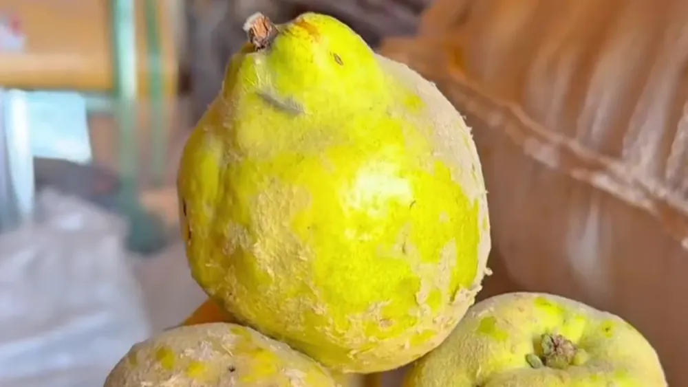 Membrillo tinogasteño.