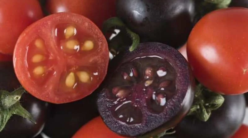 Tomates morados.