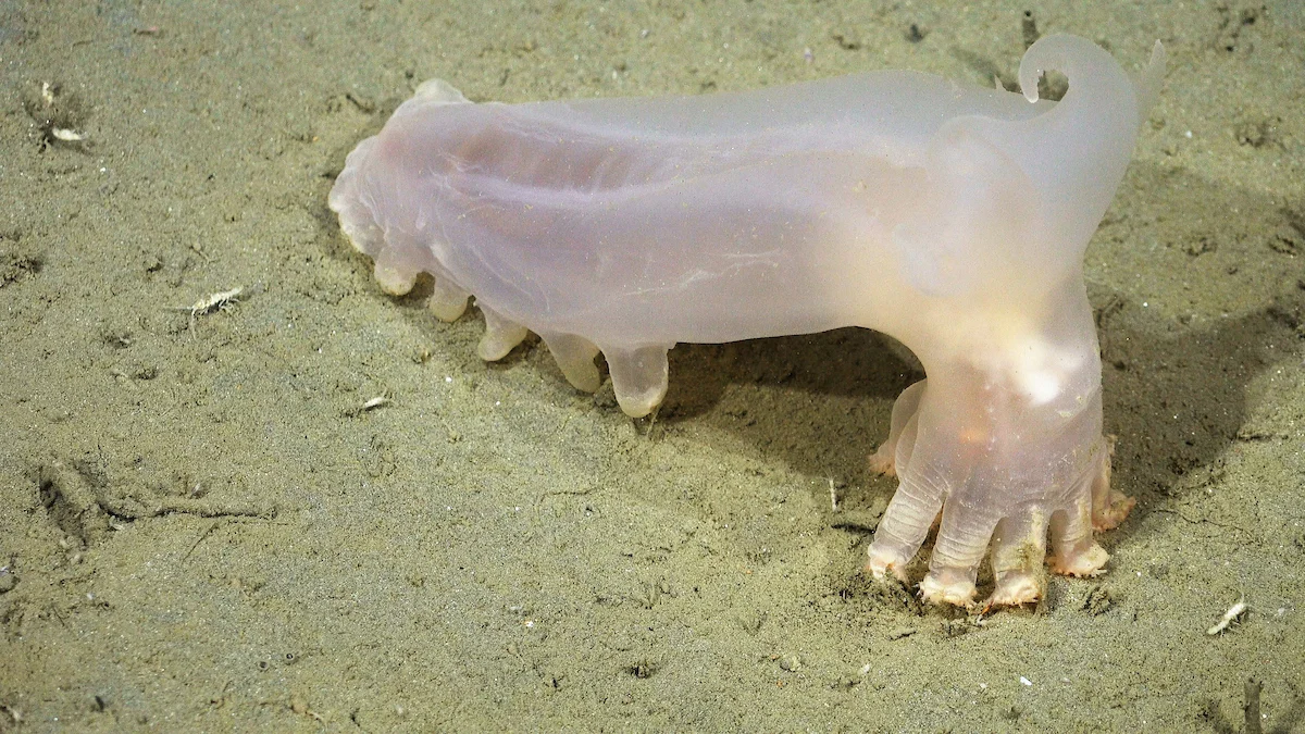 Loki (Peniagone sp.).