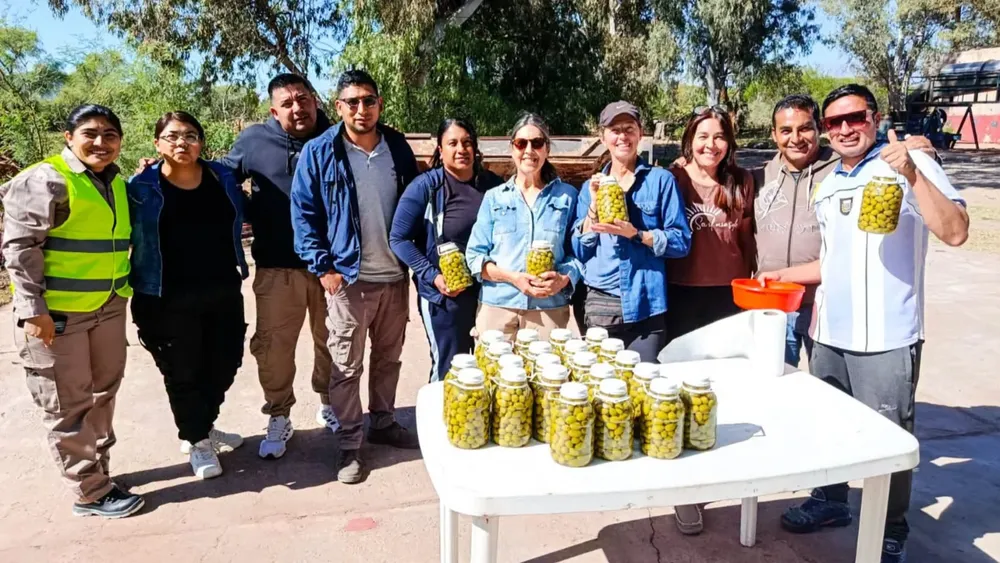 Elaboración de Aceitunas para Mesa.