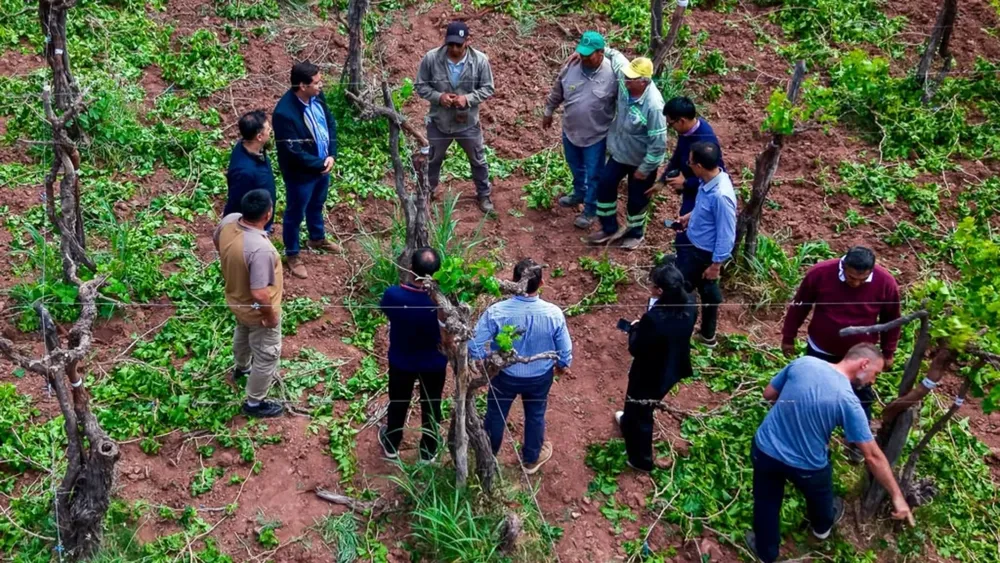 Recambio Varietal.