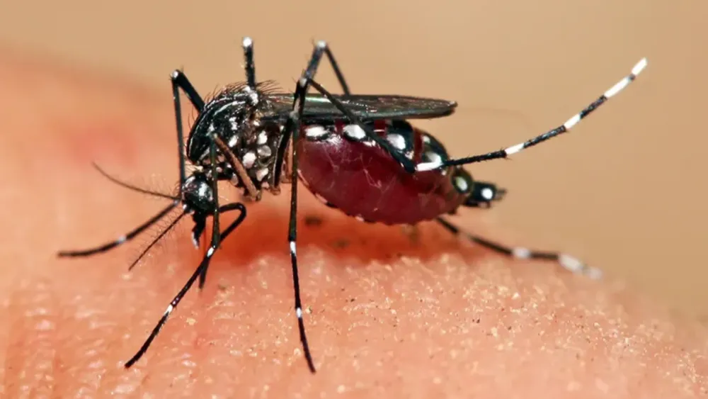 Aedes aegypti.
