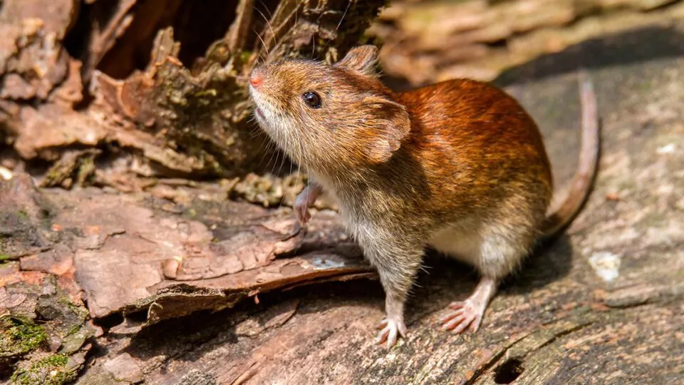 Hantavirus.