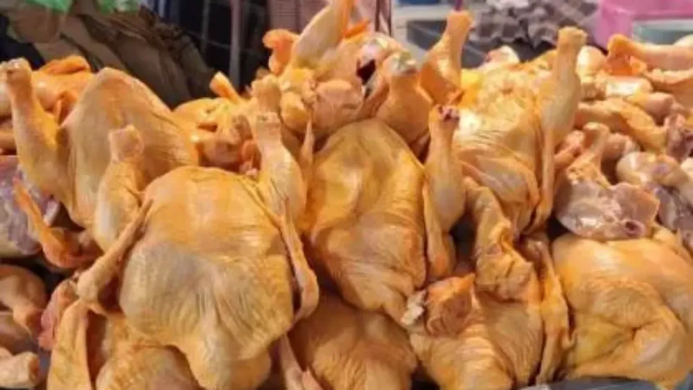 Pollos.