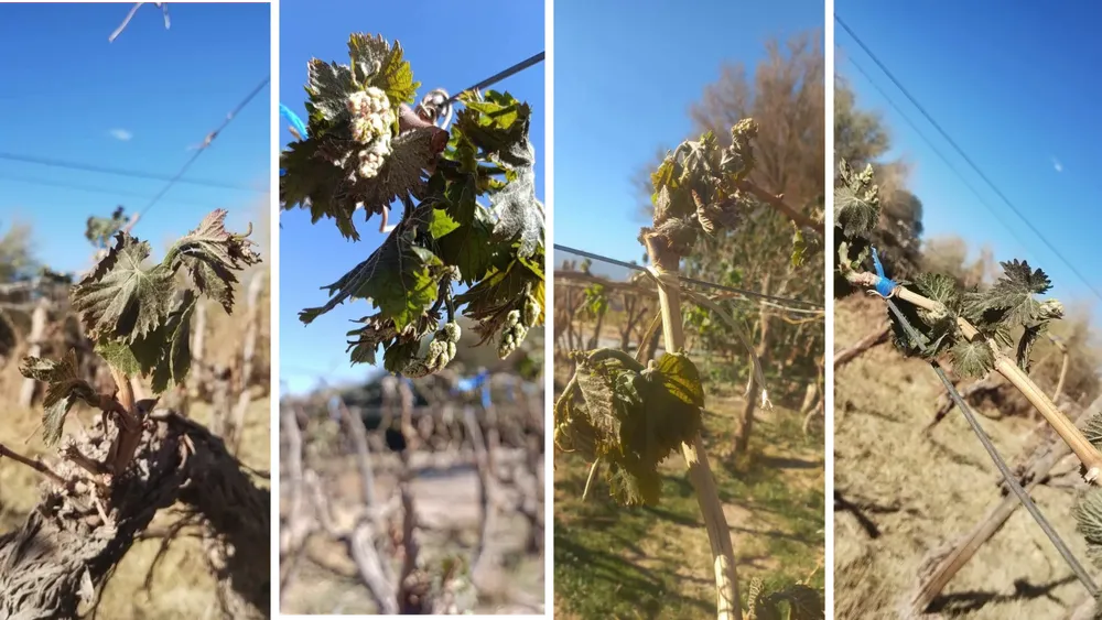 Helada tardía arrasó parrales de viñas.