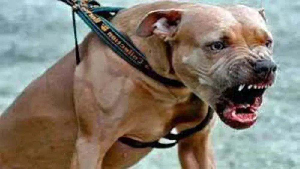 Perro pitbull.