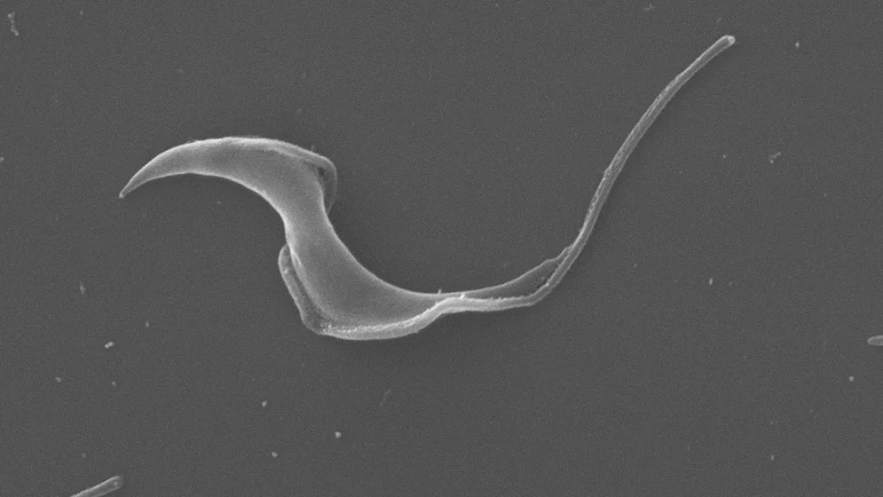Trypanosoma cruzi.